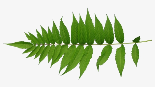 Leaf Texture Mapping Plant Stem - Leaf Texture Png, Transparent Png, Transparent PNG