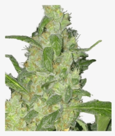 Turing Auto Feminised Seeds   Title Turing Auto Feminised - Autoflowering Cannabis, HD Png Download, Transparent PNG