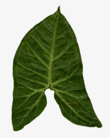 My Ivy Leaf Texture - Big Leaf Png, Transparent Png, Transparent PNG