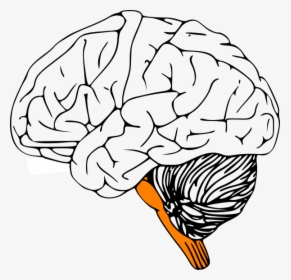 Outline Of Human Brain, HD Png Download, Transparent PNG