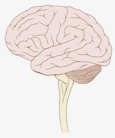 Brain Stem Normal Human - Cartoon Brain With Brain Stem, HD Png Download, Transparent PNG