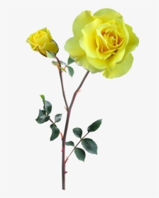 Rose, Yellow, Stem, Flower - Yellow Flowers With Stem, HD Png Download, Transparent PNG