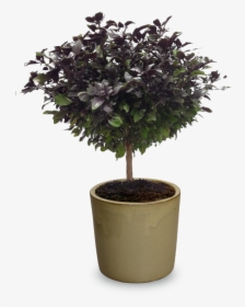 Flowerpot, HD Png Download, Transparent PNG
