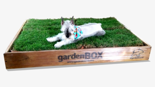 West Highland White Terrier, HD Png Download, Transparent PNG