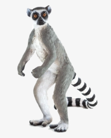 Lemur Png Free Download, Transparent Png, Transparent PNG