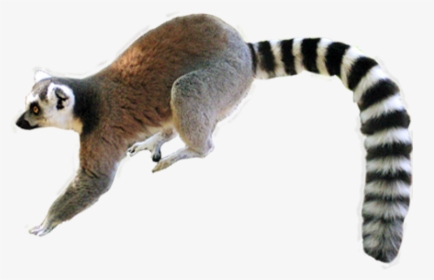 Lemur Png, Transparent Png, Transparent PNG
