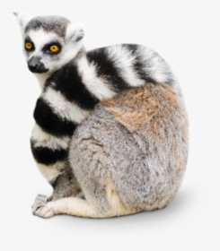 Transparent Ring Tailed Lemur, HD Png Download, Transparent PNG