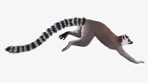 Transparent Lemur Png - Ring Tailed Lemur With White Background, Png Download, Transparent PNG