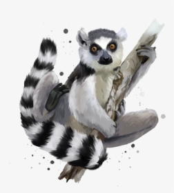 Transparent Lemur Clipart - Lemurs, HD Png Download, Transparent PNG