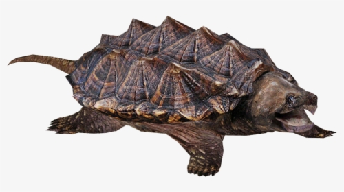 Snapping Turtle Transparent Background, HD Png Download, Transparent PNG