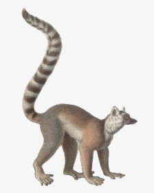 Ring Tailed Lemur Drawings, HD Png Download, Transparent PNG