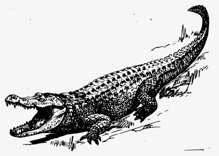 Crocodile Black And White Drawing, HD Png Download, Transparent PNG