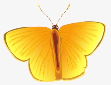 Transparent Butterfly Vector Png - Locket, Png Download, Transparent PNG