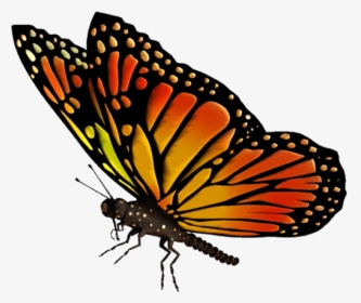 Native Butterfly Vector Transparent Image - Transparent Background Butterfly Gif Png, Png Download, Transparent PNG