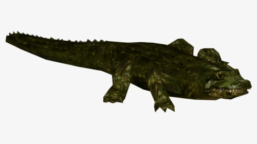 Alligator Prenasalis, HD Png Download, Transparent PNG