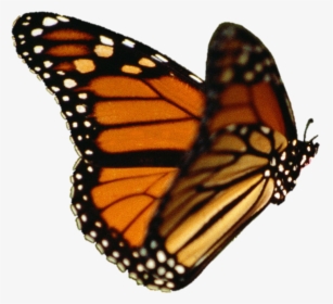 Monarch Butterfly Transparent Background , Png Download - Monarch Butterfly Transparent Background, Png Download, Transparent PNG
