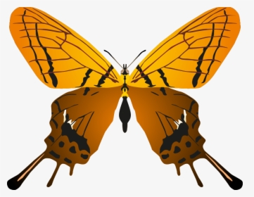 Transparent Butterflys Png - Butterfly, Png Download, Transparent PNG