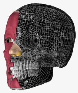 Transparent 3d Skull Png - 3d Head Anatomy Illustrations, Png Download, Transparent PNG