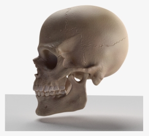 Skull 3d Model - Skull, HD Png Download, Transparent PNG
