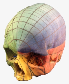 Full Color 3d Print Skull - Skull, HD Png Download, Transparent PNG