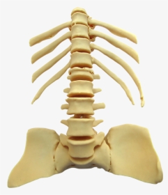 Rib, HD Png Download, Transparent PNG