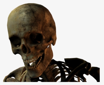 Skull, HD Png Download, Transparent PNG