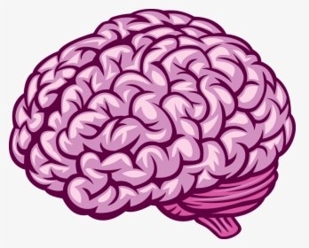 Transparent Human Brain Png - Royalty Free Brain Vector, Png Download, Transparent PNG