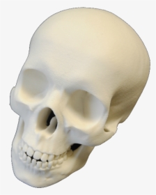 Makerbot Desktop 5th Generation 3d Printer - Skull, HD Png Download, Transparent PNG