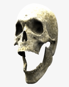 Skull, HD Png Download, Transparent PNG