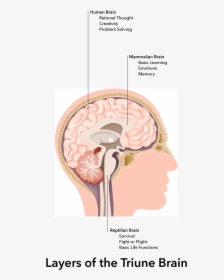 Our Unconscious Cognitive And Emotional Thinking Happens - Internal Image Of Human Brain With Label, HD Png Download, Transparent PNG