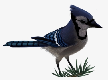 Blue Jay By Sherushi Vector Free - Transparent Blue Jay Png, Png ...