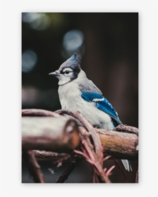 Blue Jay Png, Transparent Png, Transparent PNG
