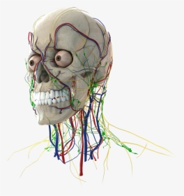 Head - Skull, HD Png Download, Transparent PNG