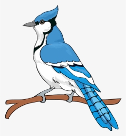 How To Draw Blue Jay - Draw Easy Blue Jay Step, HD Png Download, Transparent PNG