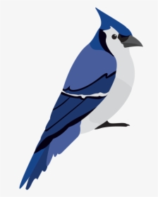 Img - Blue Jay, HD Png Download, Transparent PNG
