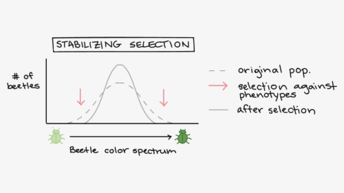 Natural Selection Bell Curve, HD Png Download, Transparent PNG