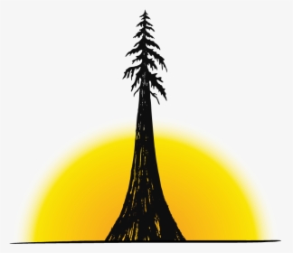 Transparent Tall Pine Tree Silhouette Png - Pine Tree, Png Download, Transparent PNG