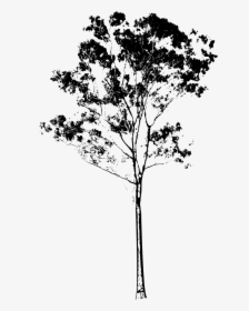 Tall Tree Png - Eucalyptus Tree Silhouette, Transparent Png, Transparent PNG