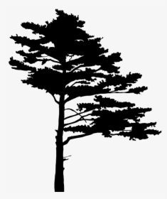 Tree Silhouette, HD Png Download, Transparent PNG