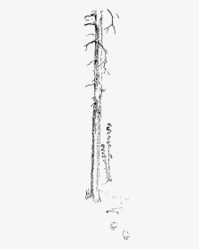 Tree Tall Woods Free Photo - Line Art, HD Png Download, Transparent PNG