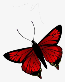Red Butterfly Png Download - Black And Red Butterfly Drawing, Transparent Png, Transparent PNG