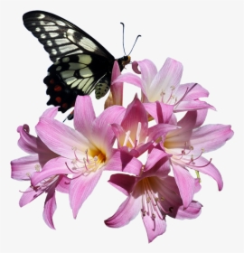 Butterfly, Belladonna, Lily, Flower, Insect - Transparent Butterflies Flowers Png, Png Download, Transparent PNG