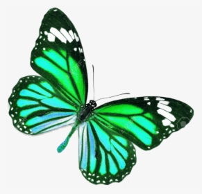 Blue Real Life Butterfly , Png Download - Pink And Red Butterfly, Transparent Png, Transparent PNG