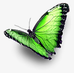 #green #butterfly #ftestickers - Real Green Butterfly Png, Transparent Png, Transparent PNG
