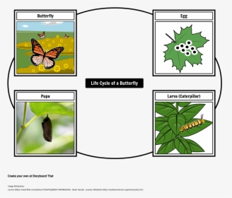 Butterfly Life Cycle Storyboard, HD Png Download, Transparent PNG