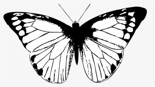 Butterfly Image Black White - Drawing Black And White Butterflies, HD Png Download, Transparent PNG