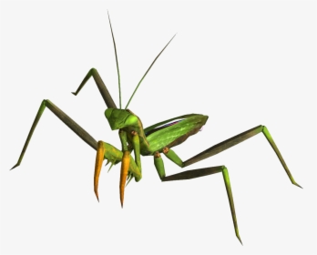 Mantis Png - Fallout New Vegas, Transparent Png, Transparent PNG