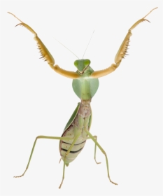 Mantis Png - Praying Mantis Transparent Background, Png Download, Transparent PNG