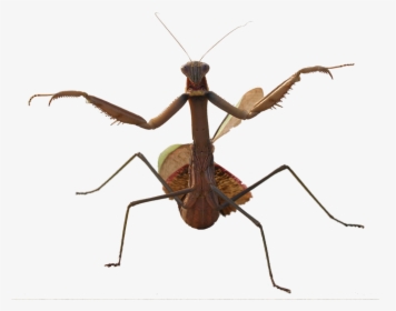 Mantis Png Photo - Water Beetle With Long Legs, Transparent Png, Transparent PNG