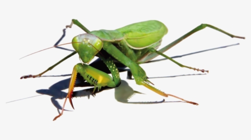 Background Mantis Transparent - Illustrator, HD Png Download, Transparent PNG